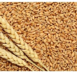 Bold MP Wheat