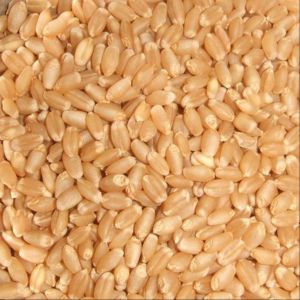 Mill Quality Lokwan Wheat