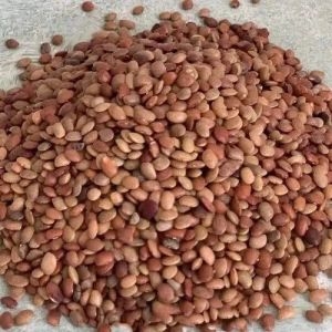 Natural Clean Horse Gram