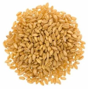 Premium Sortex Clean Wheat