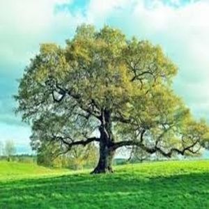 Large Mature Oak Tree for Landscaping & Shade