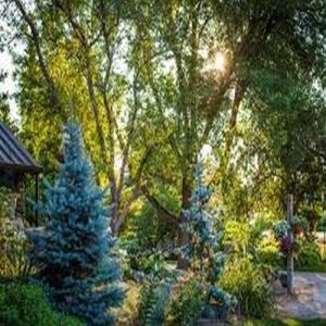 Large White Oak Tree for Avenue Landscaping