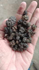 Dried Noni Fruit, Purity : 99.90%, Packaging Type : Plastic Bags