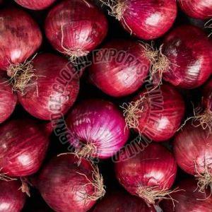 Fresh Red Onion, Packaging Size : 20kg Mesh Bags for Cooking, Salads