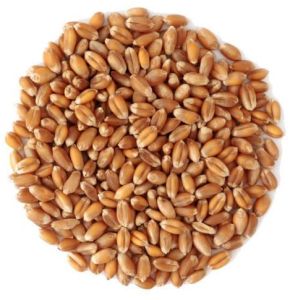 Natural Wheat Grain