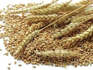 Organic Golden Milling Wheat, Packaging Type : Jute Bag