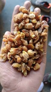 Mahua Flower Mahua Flower