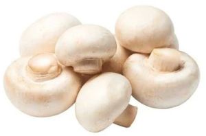 Fresh White Button Mushroom, Packaging Type : Plastic Packet