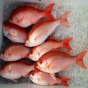 Frozen Red Snapper Fish for Cooking