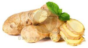 Fresh Ginger, Color : Light Brown, Packaging Type : Bag