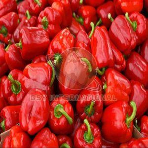 Fresh Red Capsicum, Packaging Type : Bag for Cooking