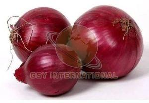 Fresh Red Onion, Packaging Type : Bag for Cooking, Salads, Garnish