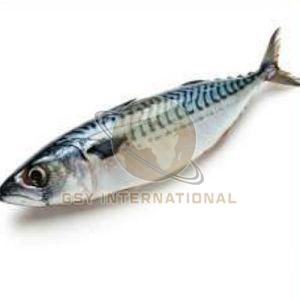 Frozen Mackerel Fish, Color : Silver for Ideal Grilling, Frying