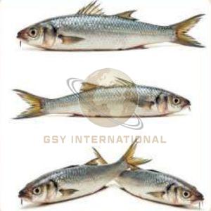 Frozen Mullets Fish, Color : Silver for Cooking