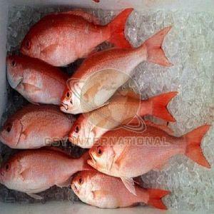 Frozen Red Snapper Fish for Cooking
