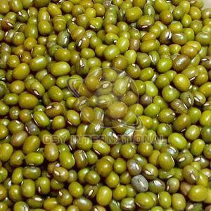 Indian Whole Green Moong Dal, Packaging Type : Bag for Cooking