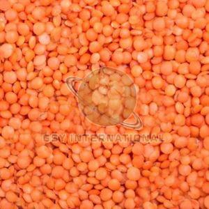 Whole Red Masoor Dal, Packaging Type : Bag for Cooking