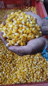 Frozen Sweet Corn Kernels