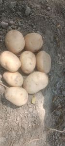 Creame White Fresh Potatoes, Packaging Size : 25Kg, 50Kg Net Bag
