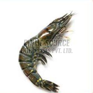 Frozen Black Tiger Shrimp