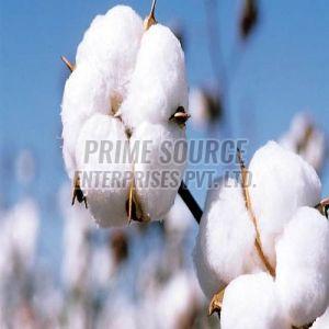 Natural Raw Cotton, Color : White, Packaging Type : Bales