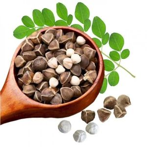 Moringa Seeds, Packaging Type : 10 Kg / 25 Kg Bags