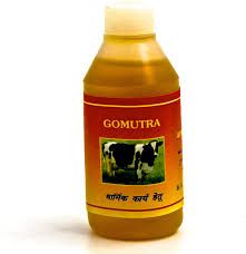 Cow Urine Gomutra, Color : Yellow, Form : Liquid
