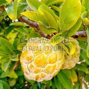 Super Golden Custard Apple, Taste : Sweet Creamy