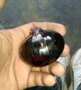 Black Onion Seeds, Packaging Type : Resealable Pouch