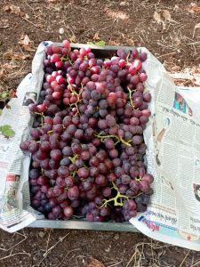 Black Natural Flame Seedless Grapes, Packaging Size : 10Kg