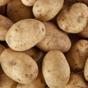Fresh Russet Potato