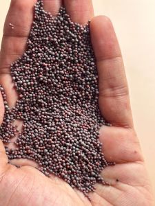 Organic Natural Black Mustard