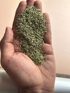 Fennel Seeds
