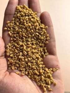 Organic Fenugreek Seed