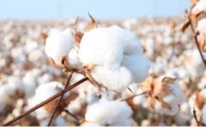 Desi Cotton Desi Cotton