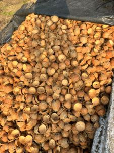 Coconut Shell, Color : Brown Dried