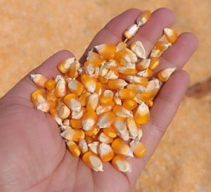 Yellow Maize, Packaging Type : Bulk, Bags
