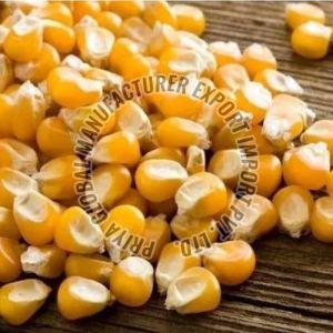 Dried Maize Seeds