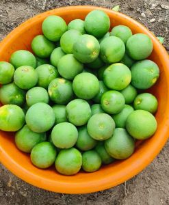 Natural Fresh Sweet Lime, Color : Green, Grade : Food Grade