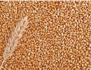50 Kg Wheat for Flour, Food, Snacks, Cooking, Bakery Products