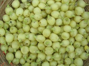 Mahua Fruit, Color : Green, Taste : Sweet Floral
