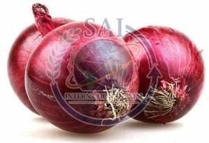 45mm Premium Quality Nashik Red Onion, Packaging Size : 50Kg