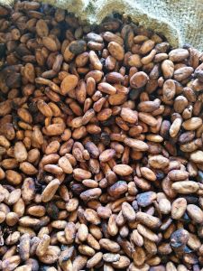 Formented and Dried Cocoa Beans