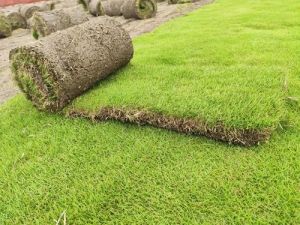 Live Tree Mexican Grass Medium Winter for Garden, All Applicable