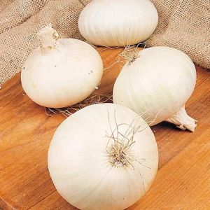 Fresh White Onion