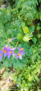 Herbal Extracts Thuthuvalai Leaves, Brand Name : Baidyanath