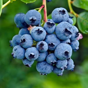 Natural A Grade Blue Berry for Cooking, Food Medicine