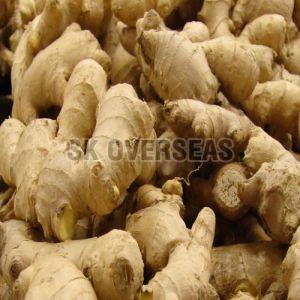 Raw Fresh Brown Ginger, Packaging Type : Mesh Bags
