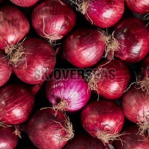 Fresh Red Onion, Shape : Round, Packaging Type : Mesh Bags