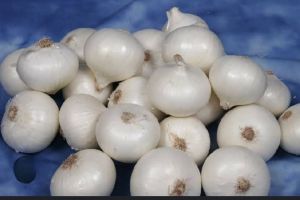 Fresh White Onion, Cultivation Type : Organic for Cooking